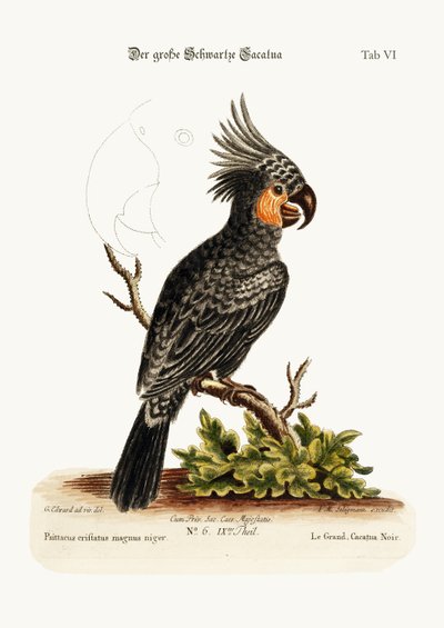 The Great Black Cockatoo, 1749-73 by George Edwards